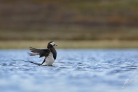 Hoholka ledni - Clangula hyemalis - Long-tailed Duck 8451